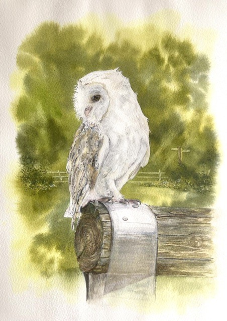Barn Owl