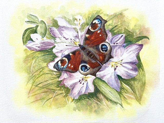 A Peacock Butterfly