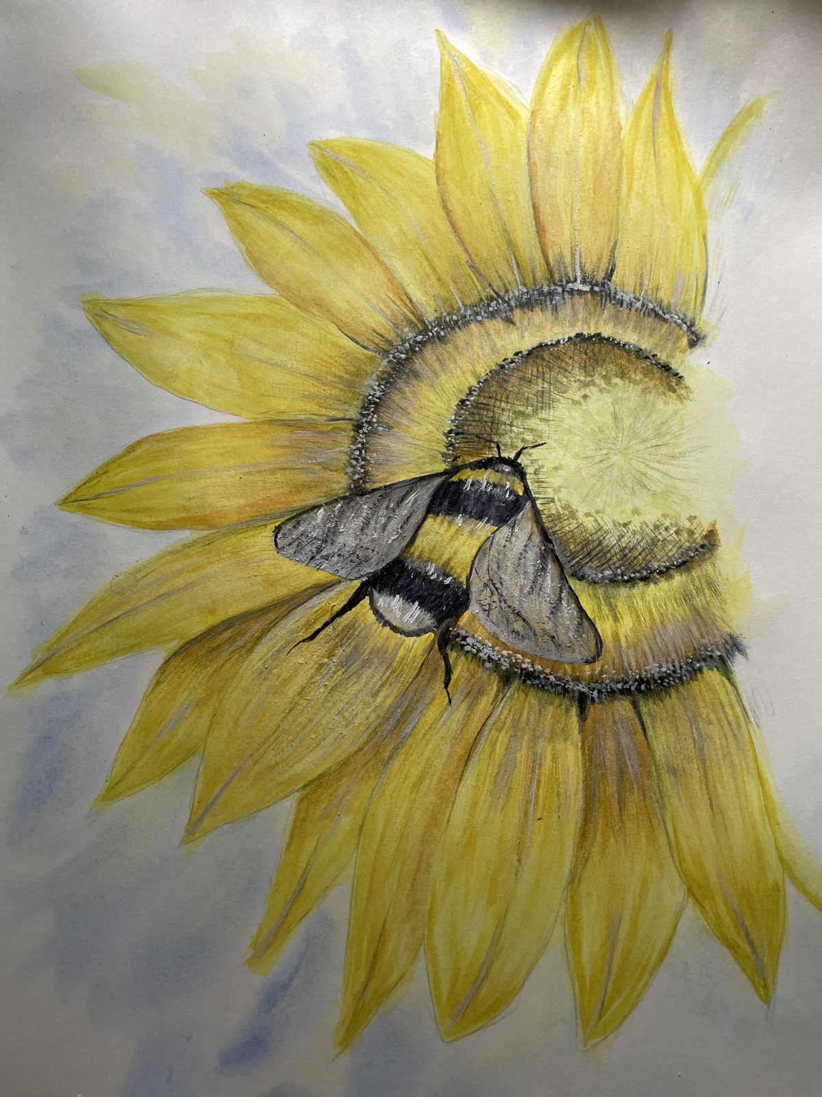 Bee on sunflower