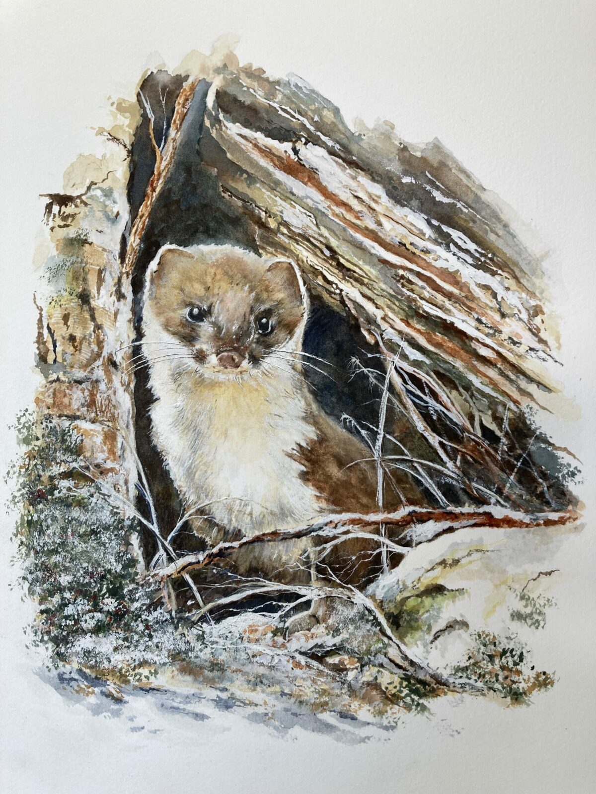 A DALES WINTER STOAT