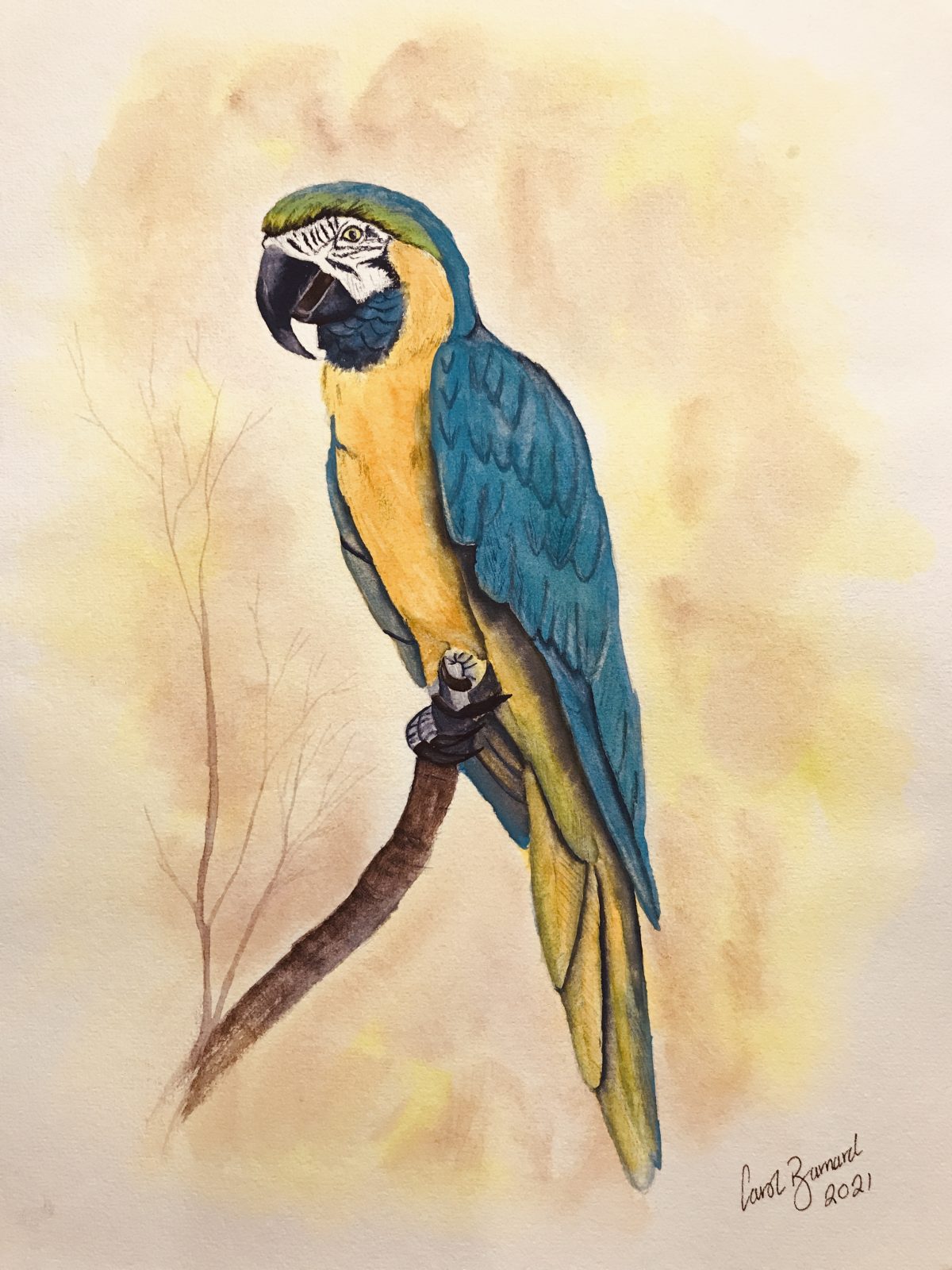Macaw