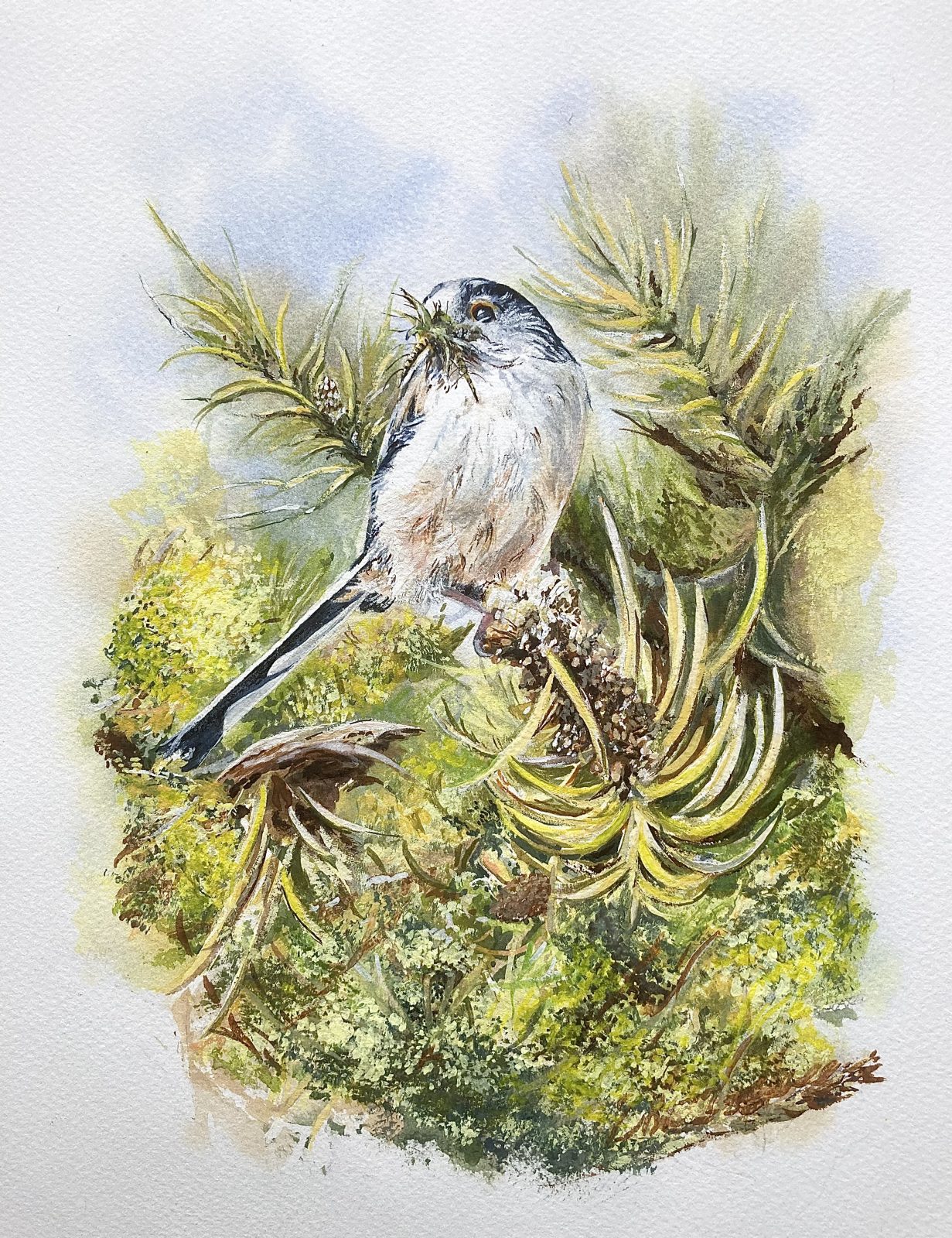 Long Tailed Tit