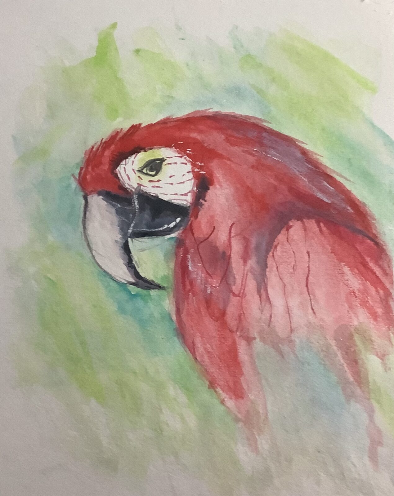 Scarlett Macaw Parrot
