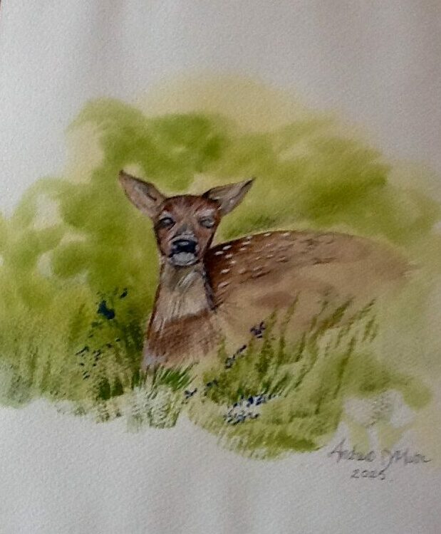 baby deer