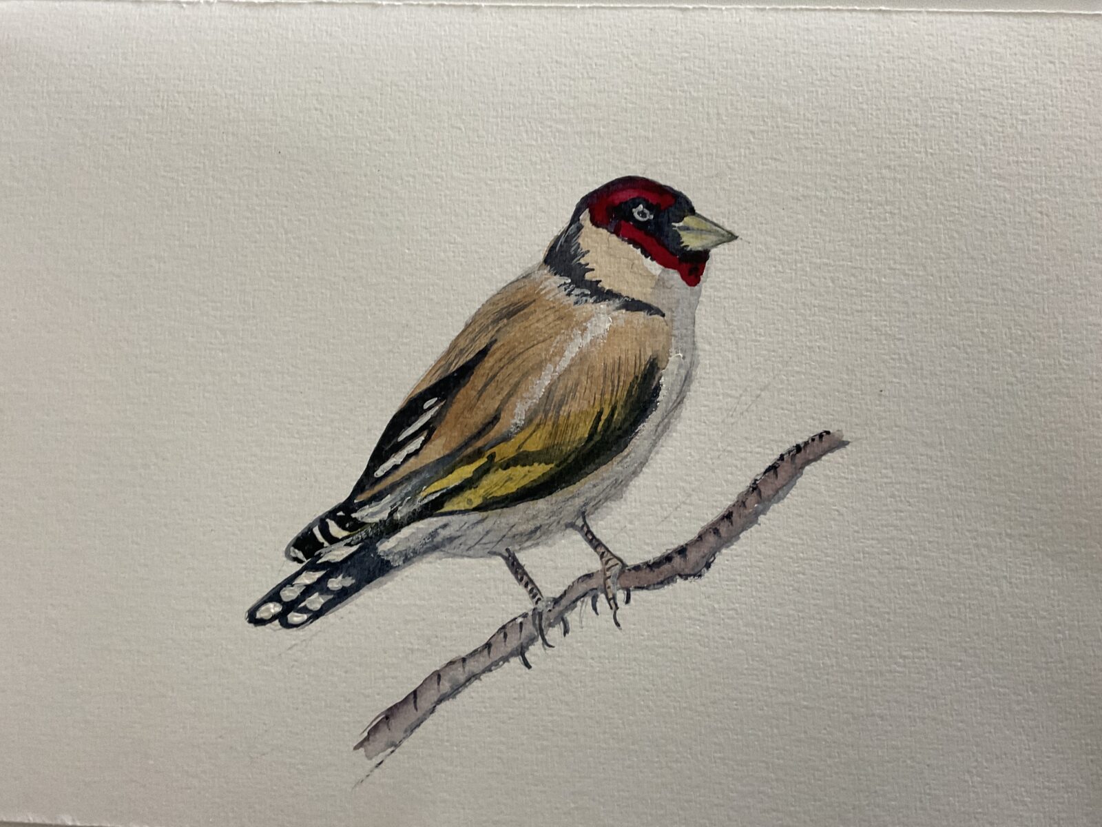 Goldfinch