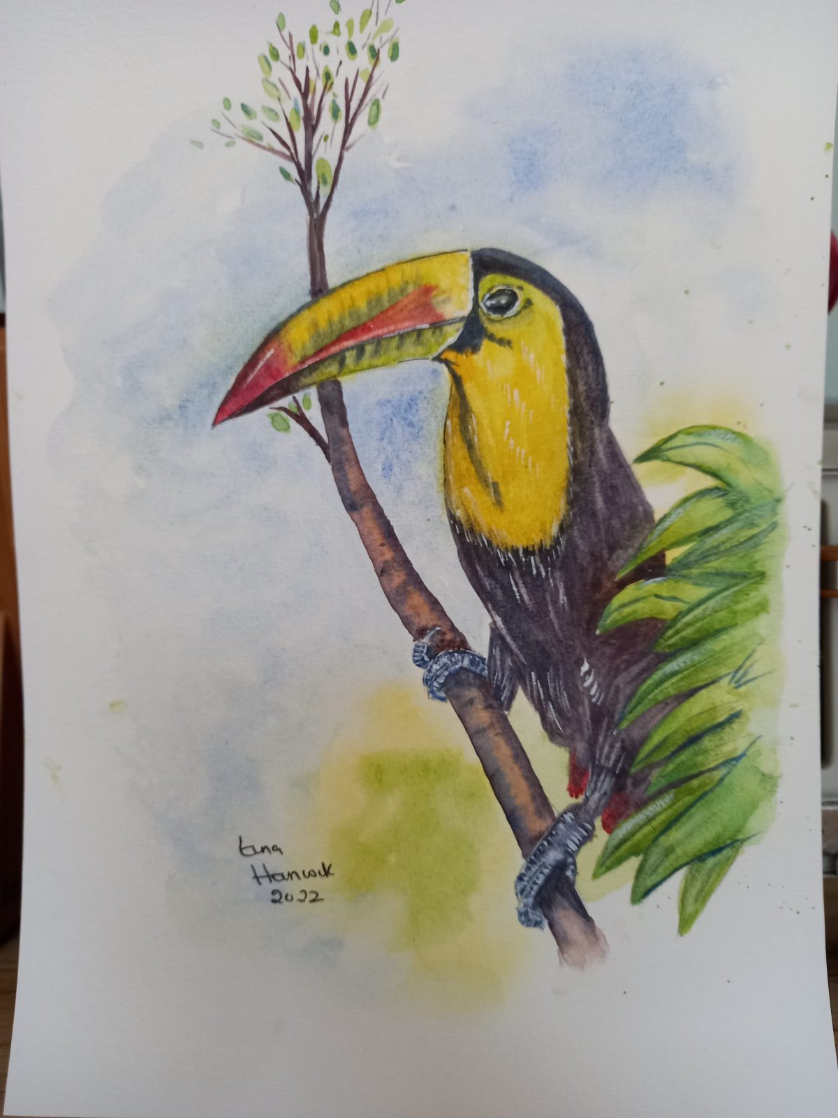 Toucan