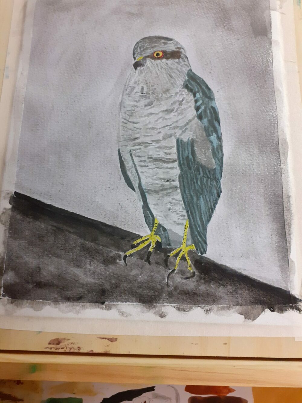 Sparrow hawk on my garage roof