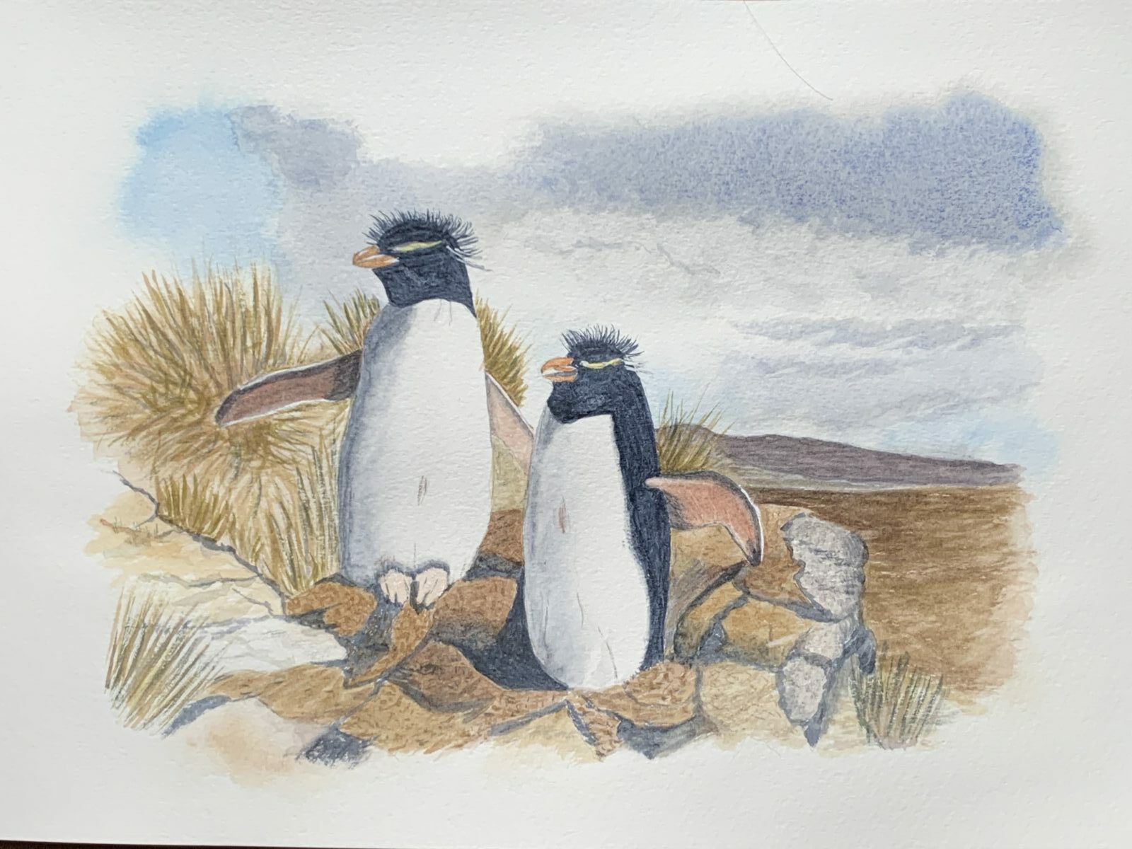 Rockhopper penguins Falkland Islands