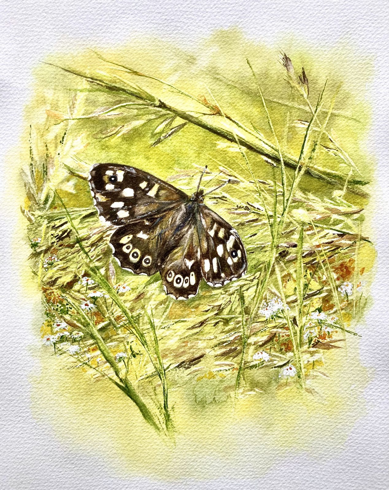 Speckled Wood Butterfly