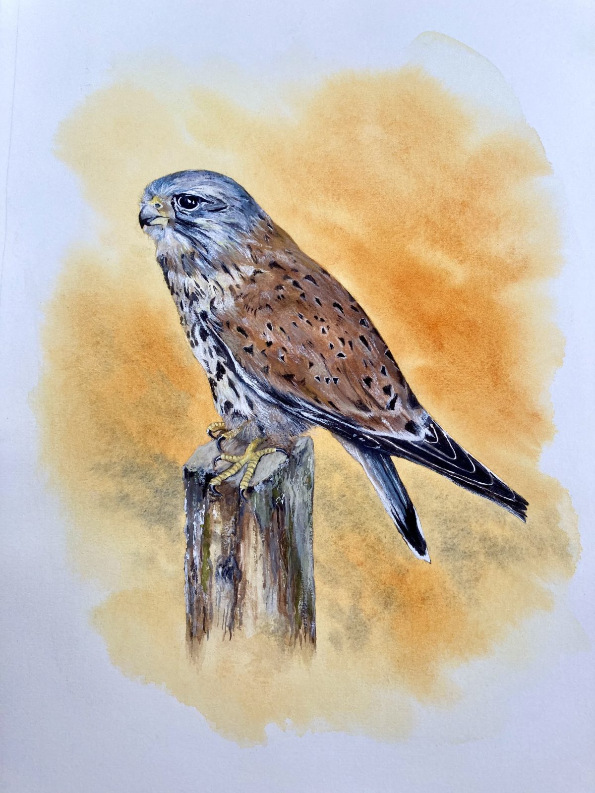 Kestrel in the Autumn