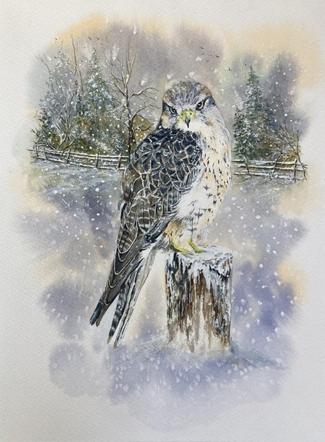 A Winter Peregrine
