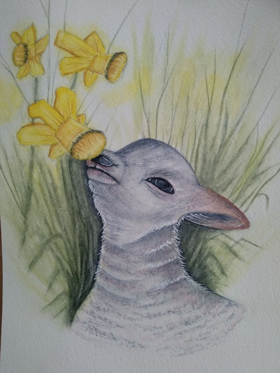 Lamb in a stunning springtime meadow