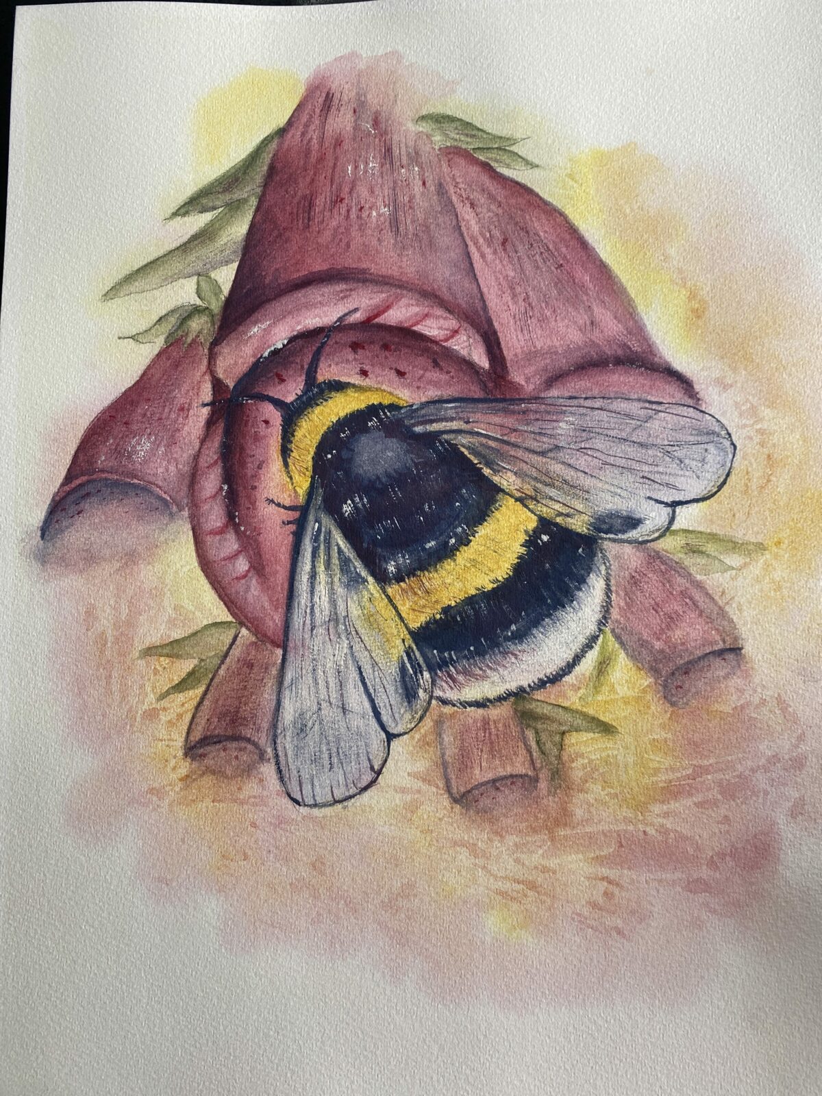 Bee on Foxglove