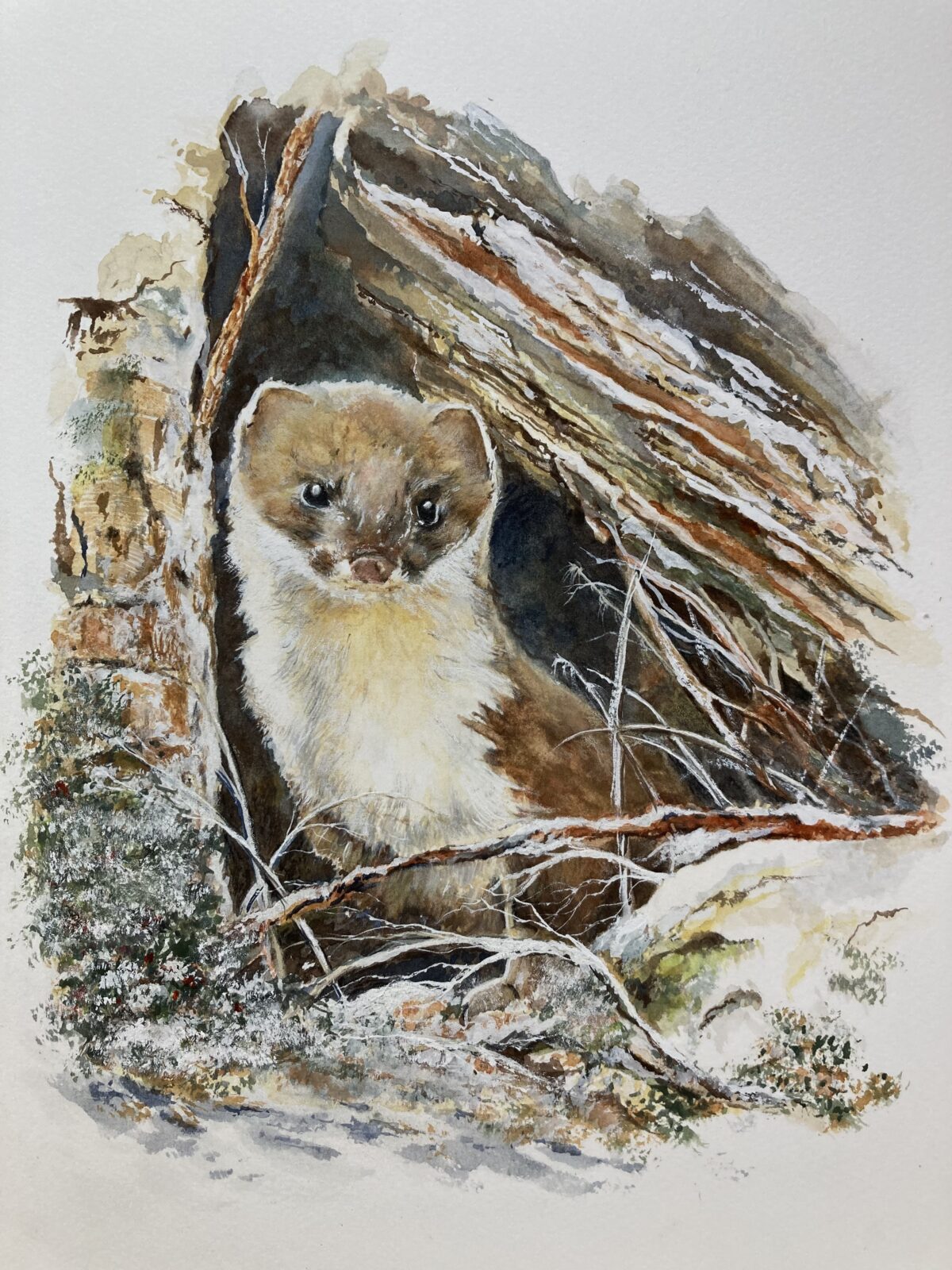 A -DALES WINTER STOAT