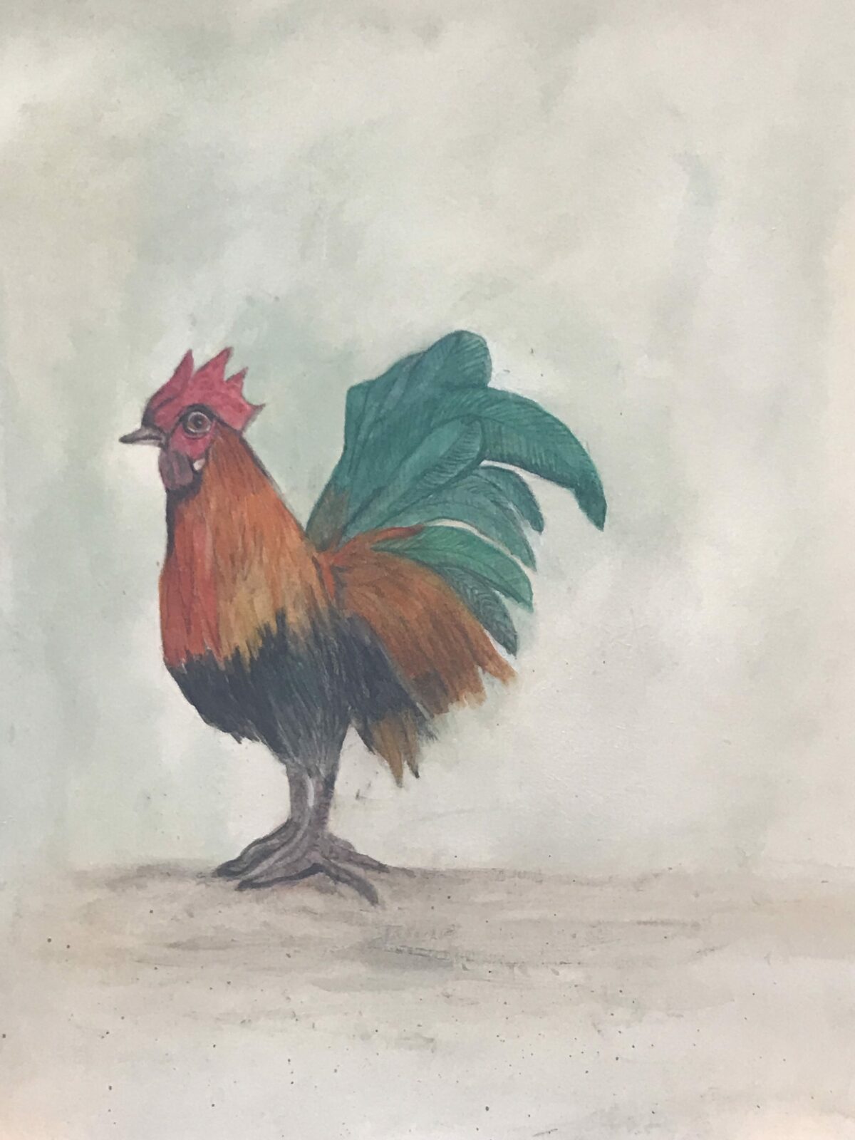 Cockerel
