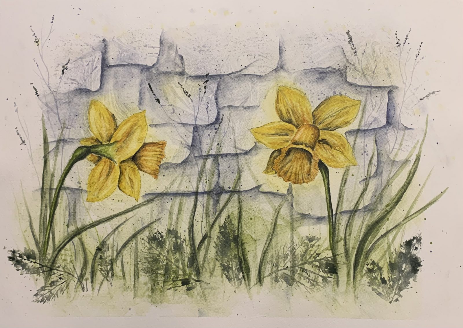 Daffodils