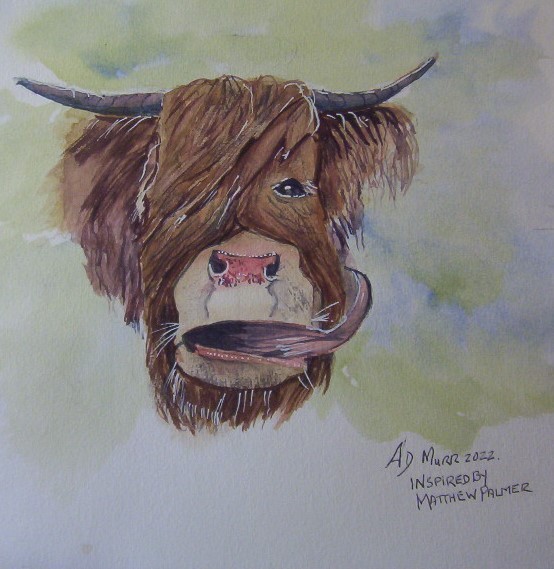 Highland Cow