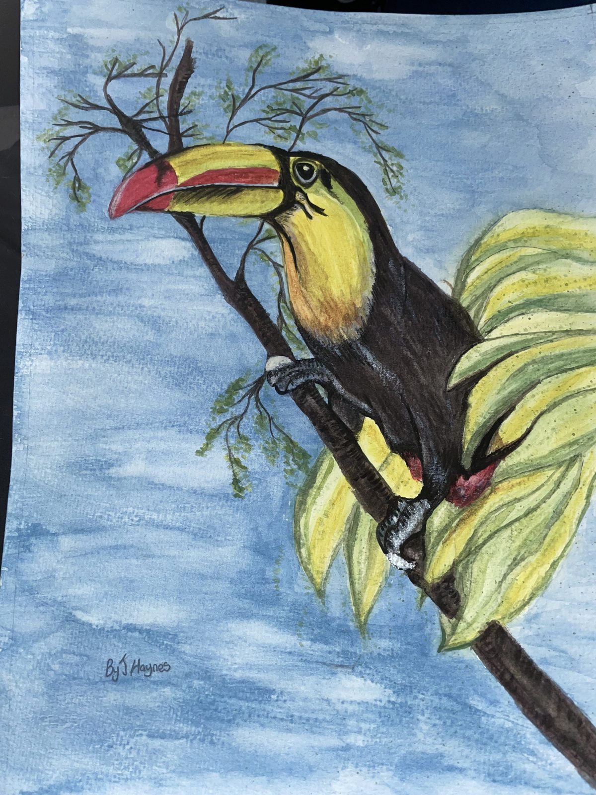 Toucan