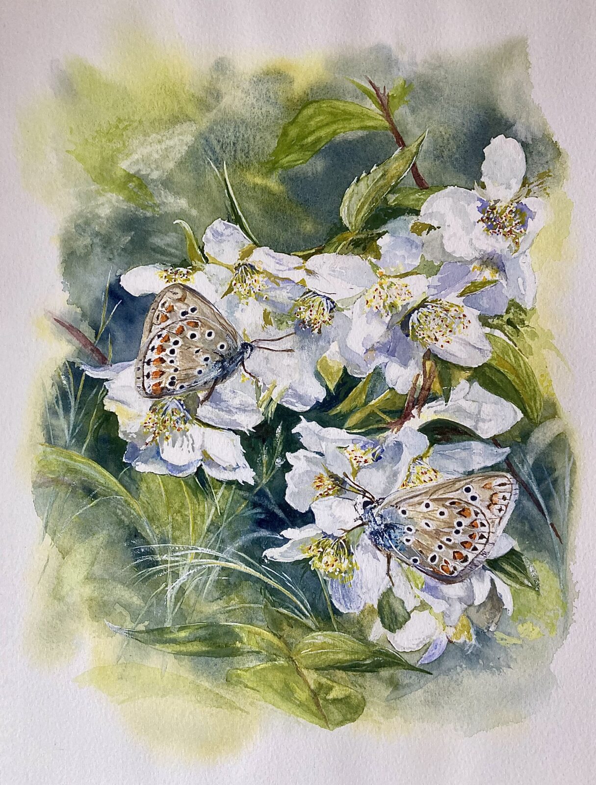 Common Blue Butterflies on Clematis