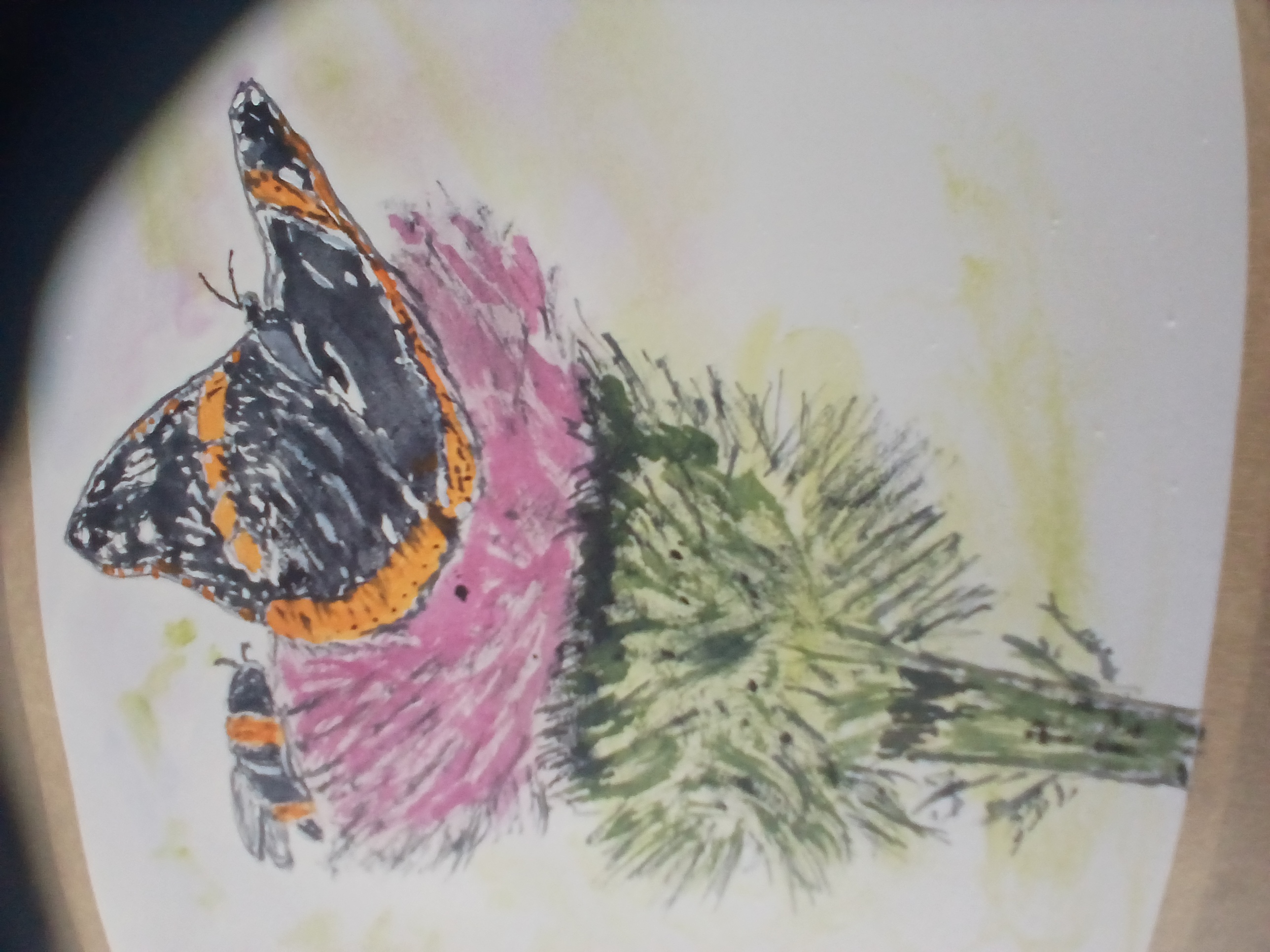 Scottish thistle with Bumblebee & red Admiral