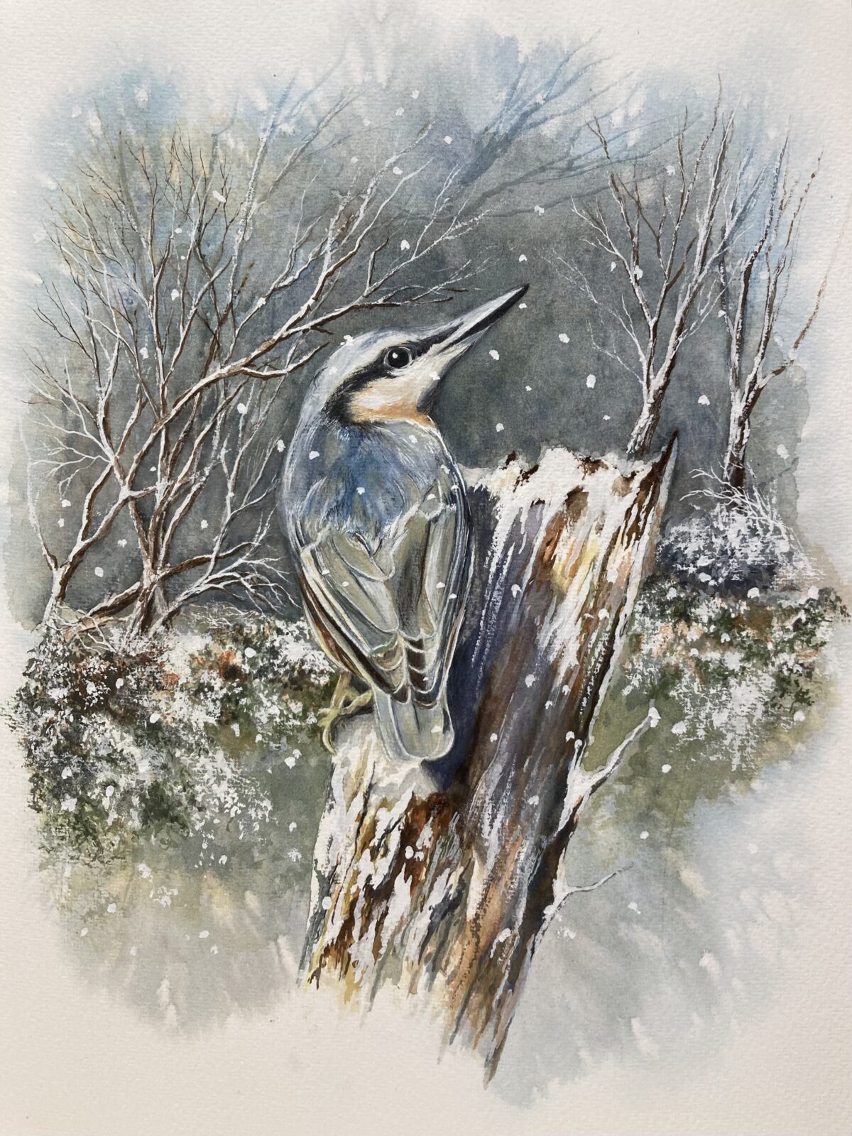winter nuthatch