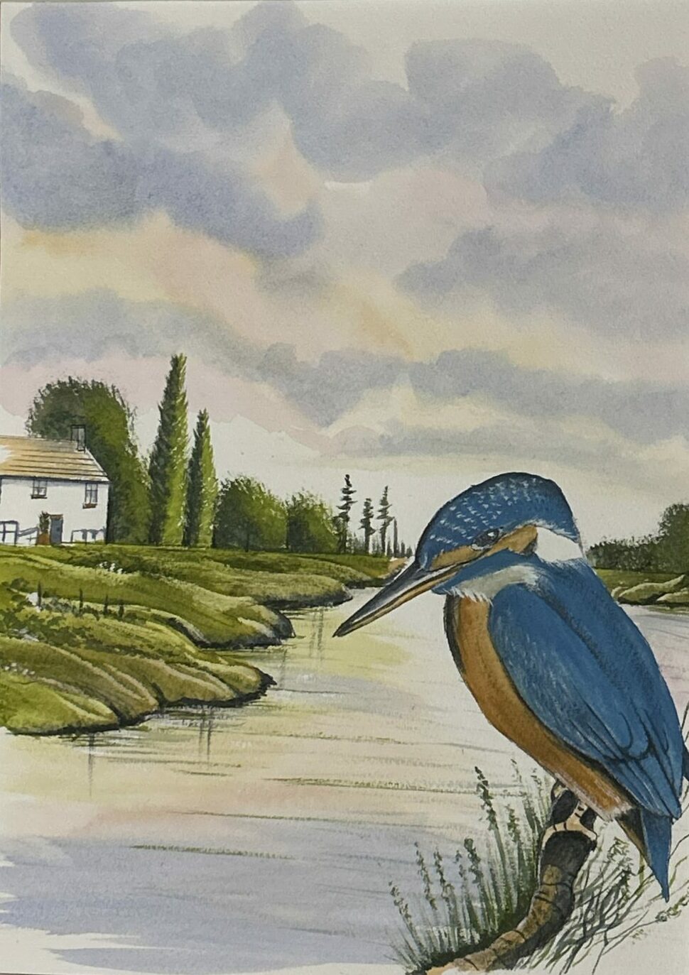 Kingfisher