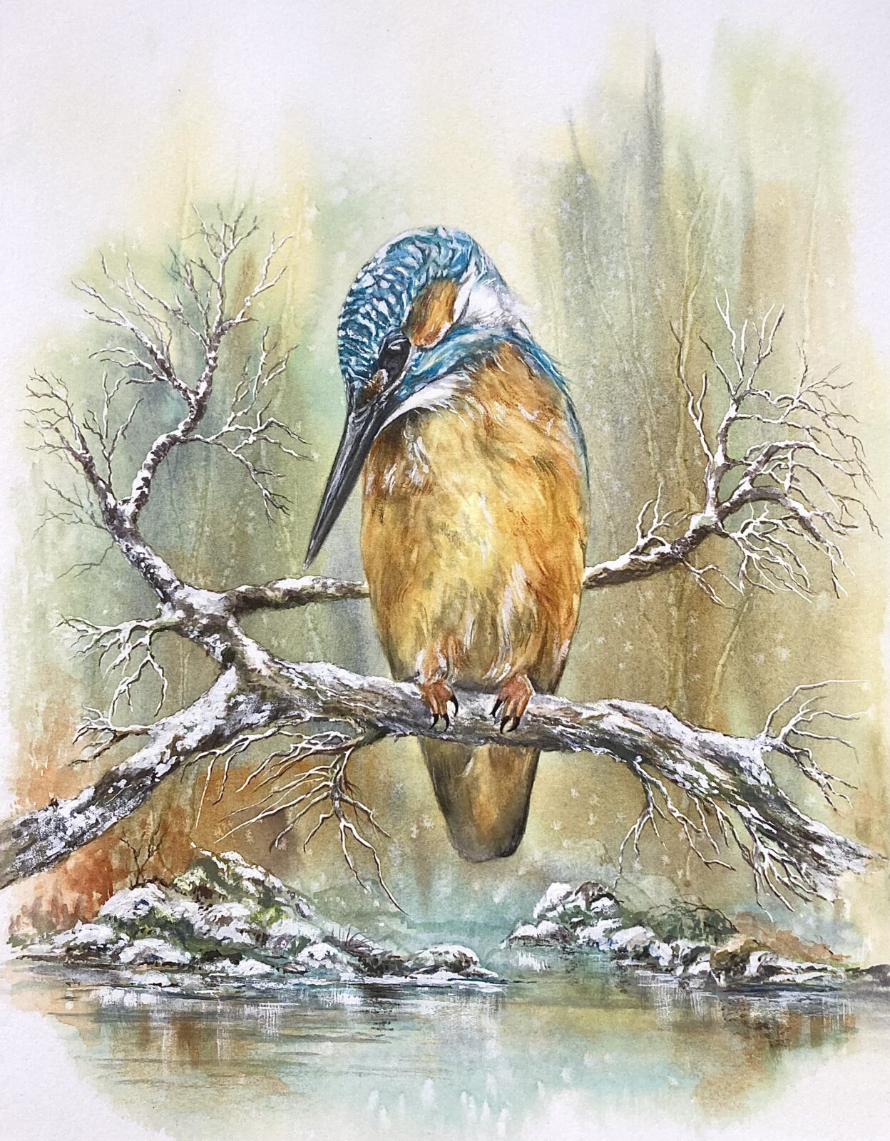A Winter Kingfisher