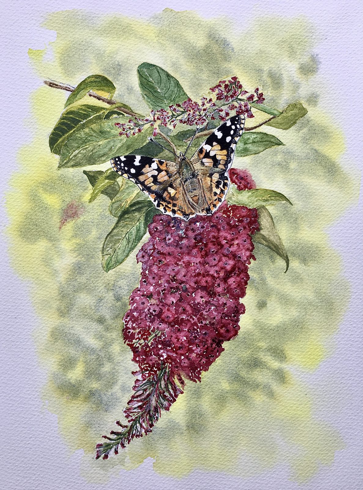 Butterfly on Flowers