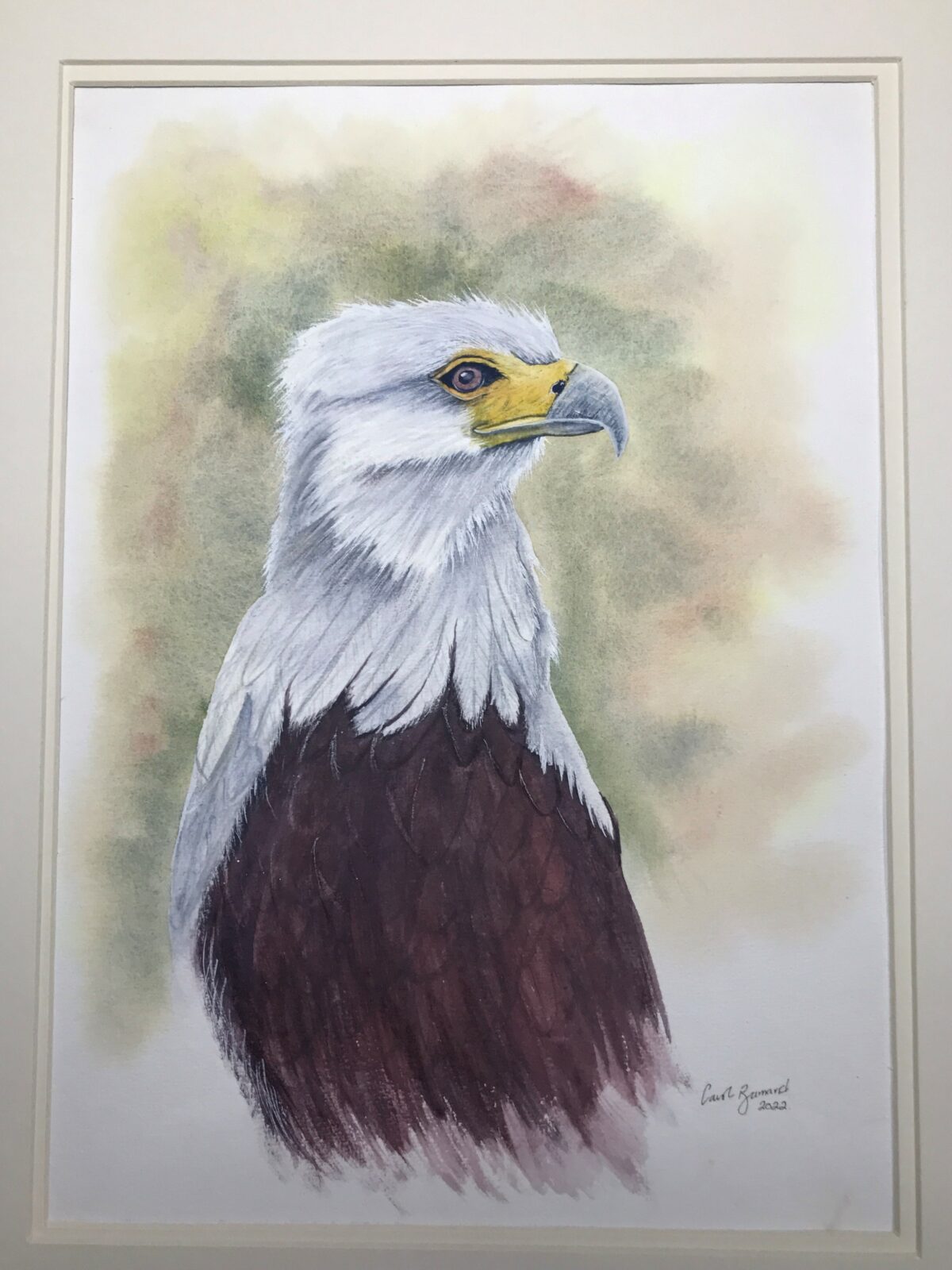 Bald Eagle