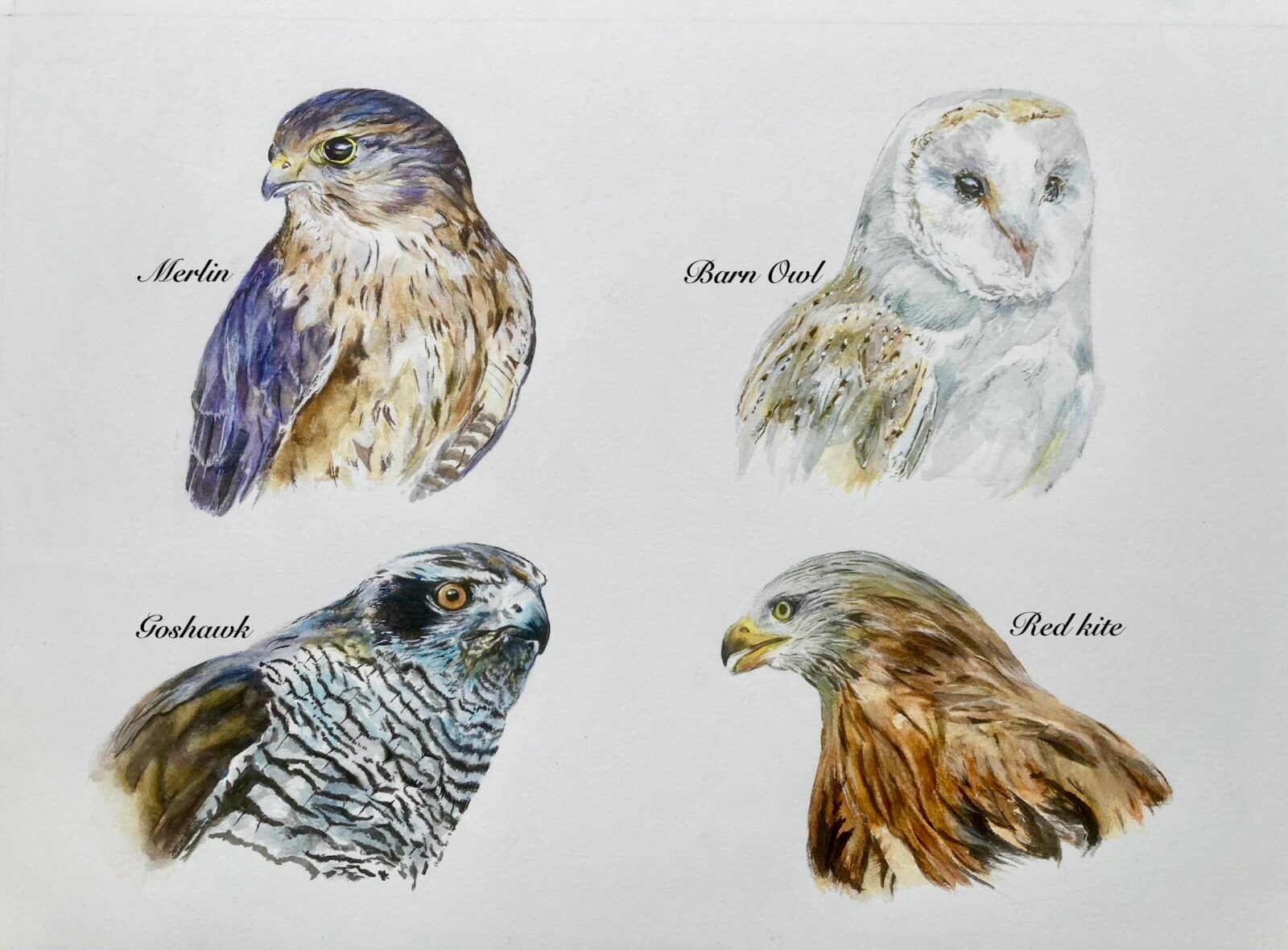 Hunters Of The Air