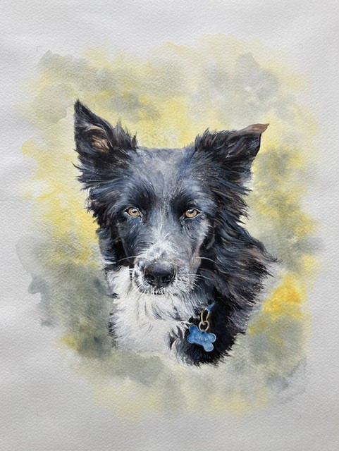A Bright Eyed Collie