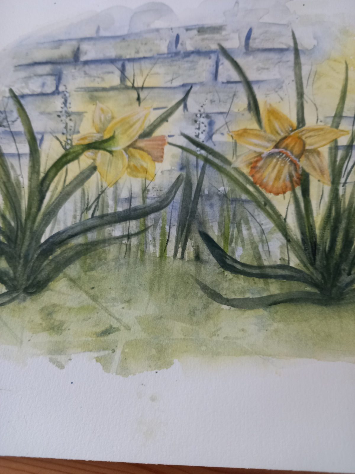 Daffodils