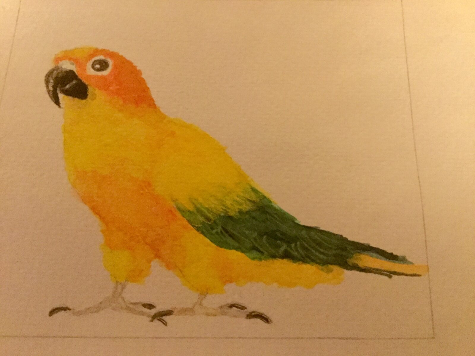 Conure called Mango