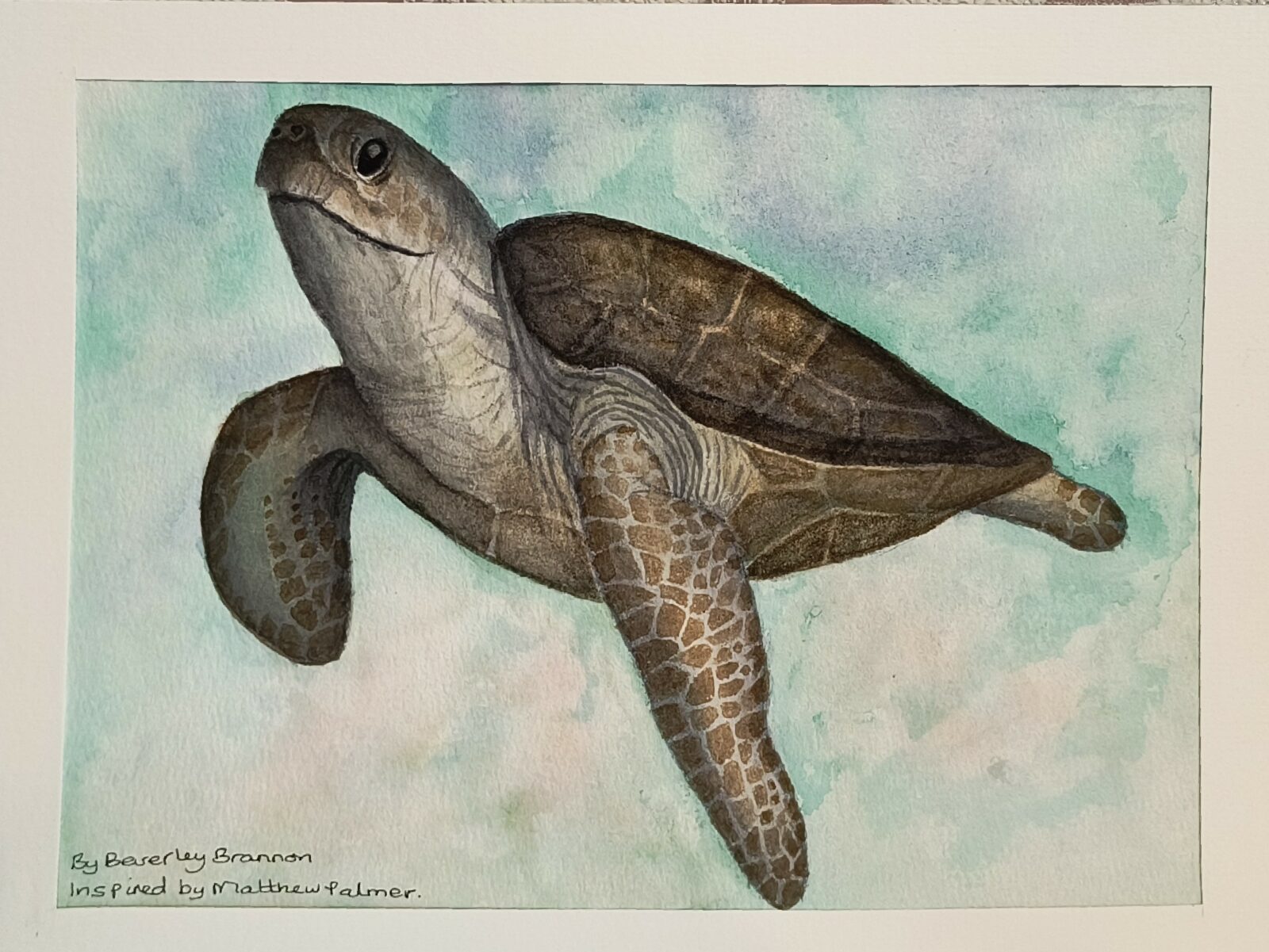 Sea Turtle