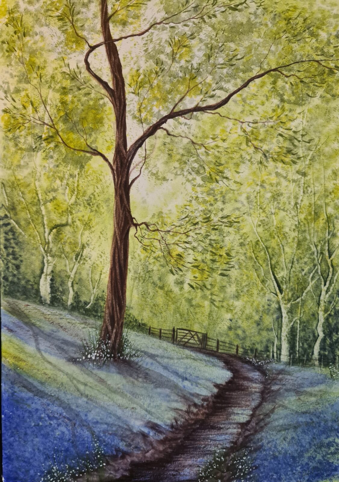 A Bluebell Wood
