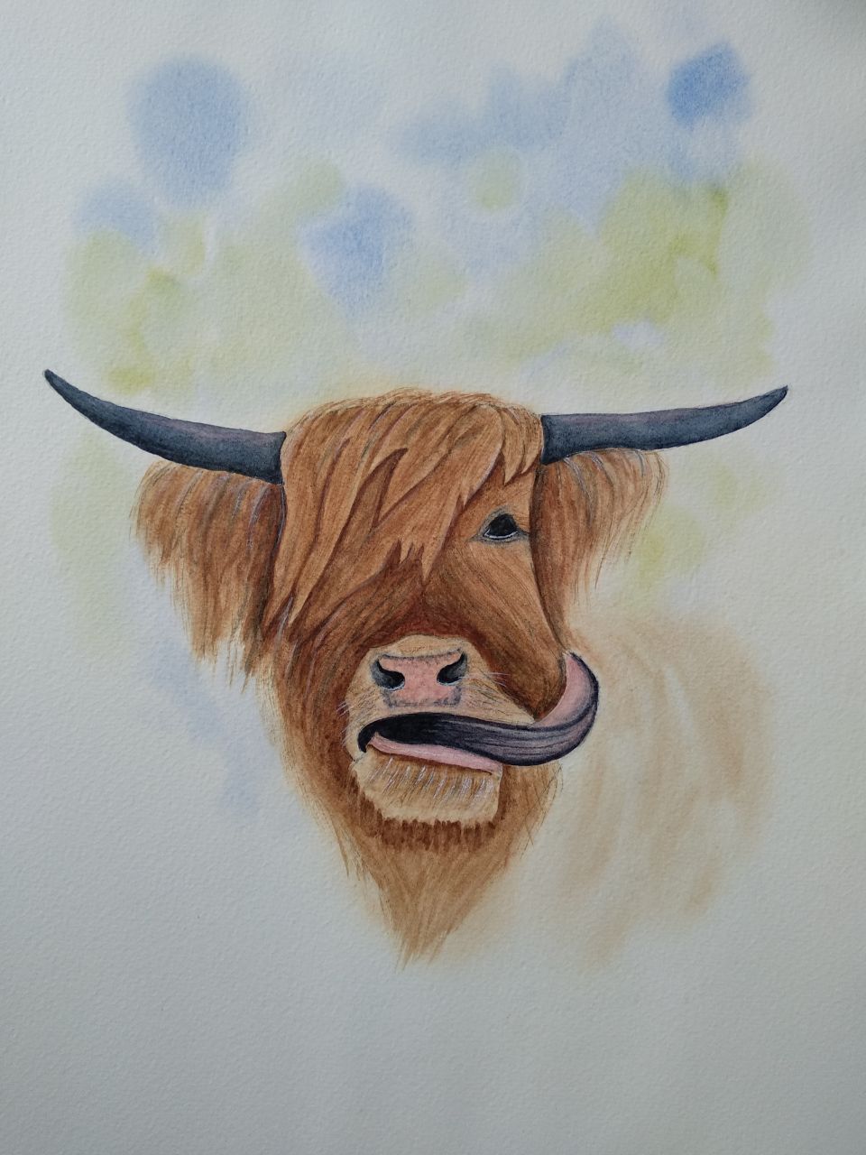 Majestic Highland Cow