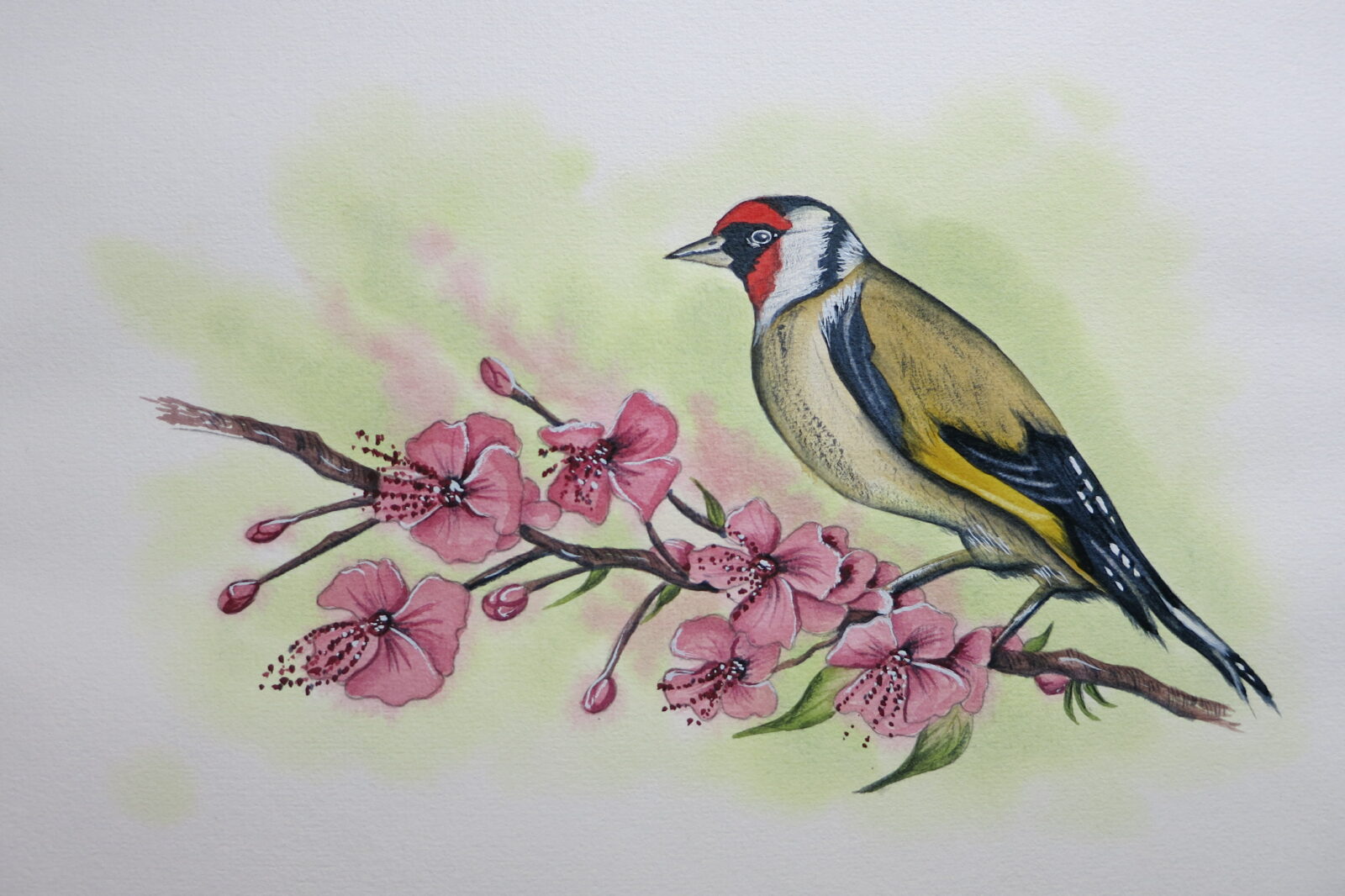 Goldfinch on Cherry Blossom