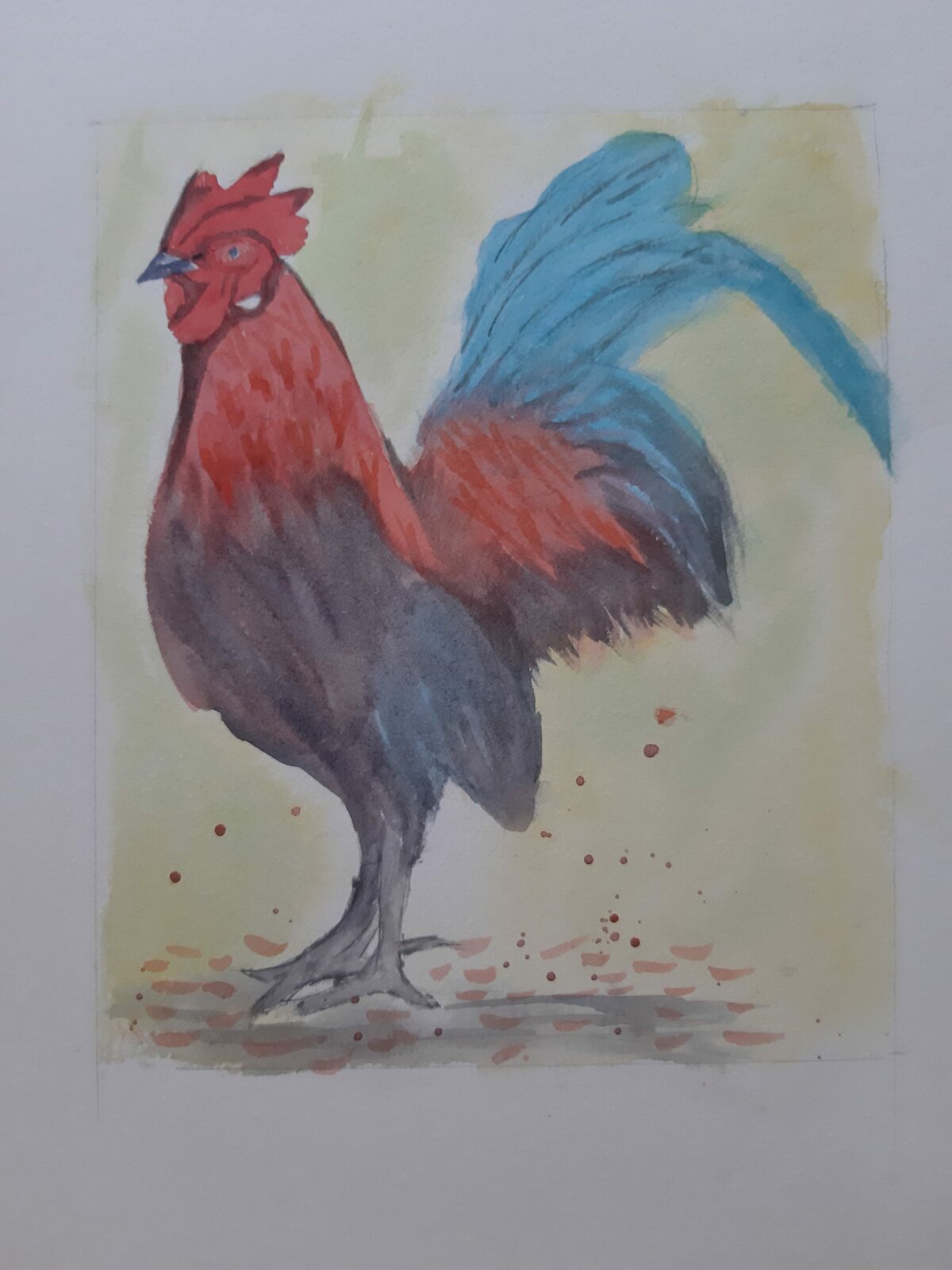cockerel