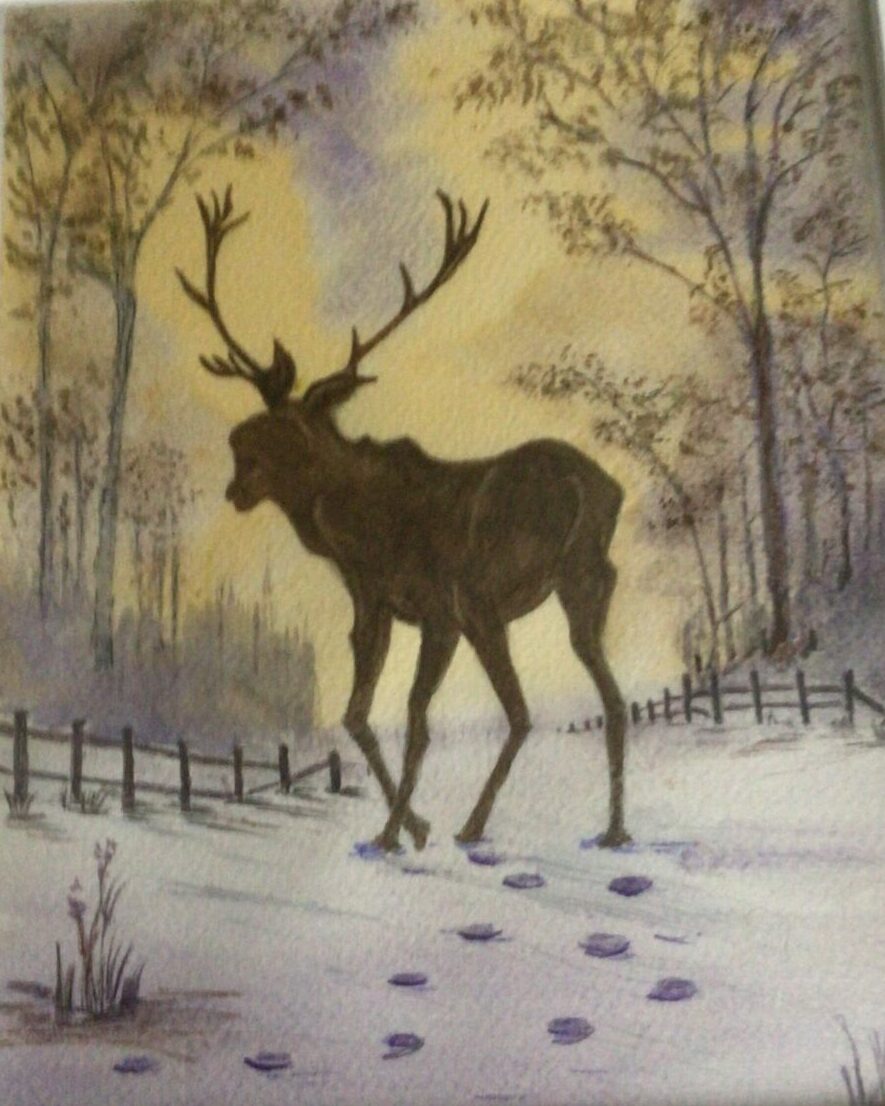 Stag In Woodland
